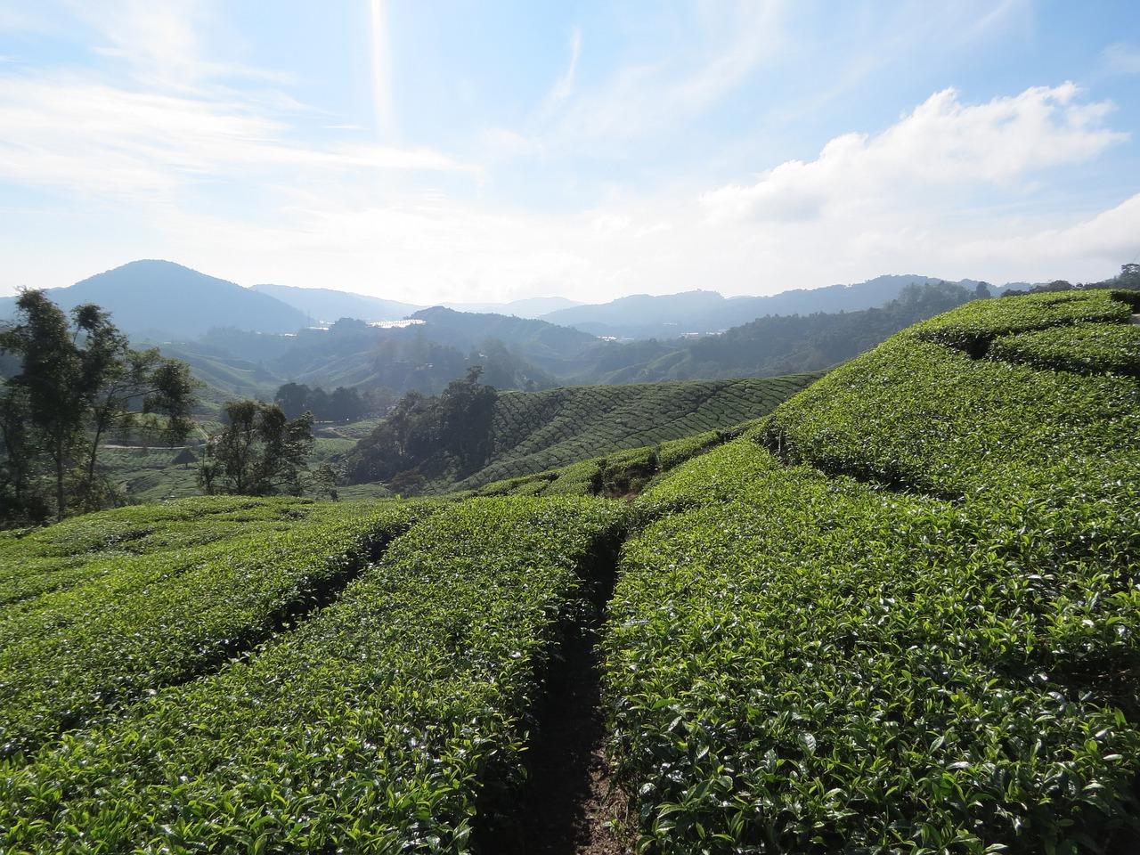 Cameron Highlands Travel Itinerary – A Compassionate Guide