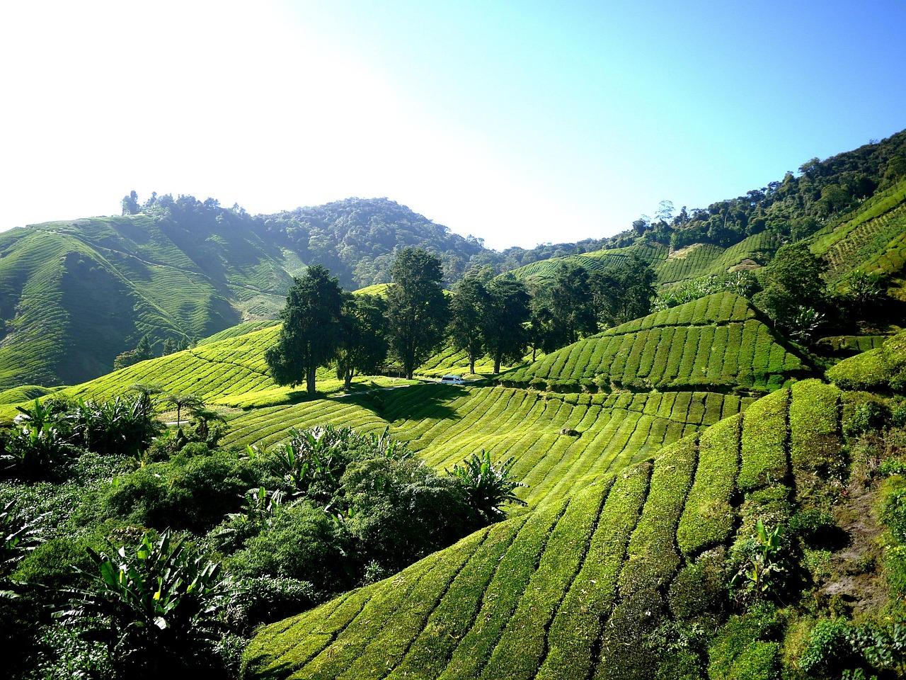 Exploring Cameron Highlands with Empathy and Respect