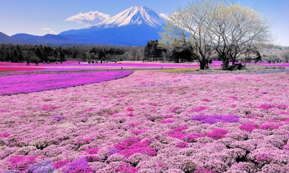 Hokkaido's Must-Visit Destinations for Every Season